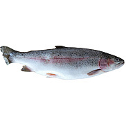 Рыба Форель свежемороженая 800+ 1кг вес