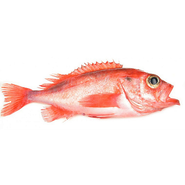 Рыба Окунь морской красный свежемороженная