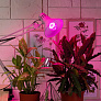 Фитолампа для растений светодиодная ЭРА красно-синего спектра 10Вт Е27